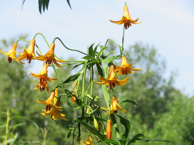 Lys du Canada - Canada lily