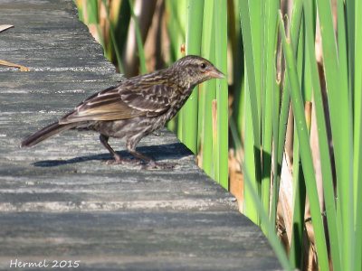 Carouge  paulettes - Red-winged Blackbird