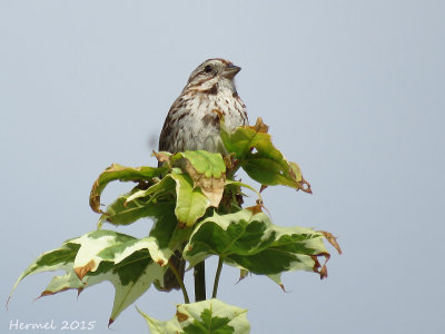 Bruant chanteur - Song Sparrow