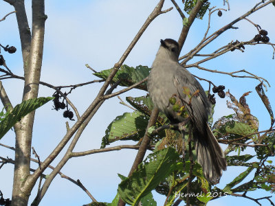 Moqueur-chat - Gray Catbird