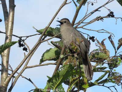 Moqueur-chat - Gray Catbird