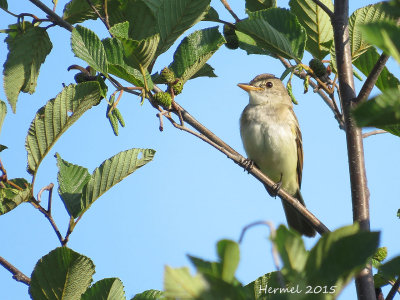 Moucherolle des saules - Willow Flycatcher