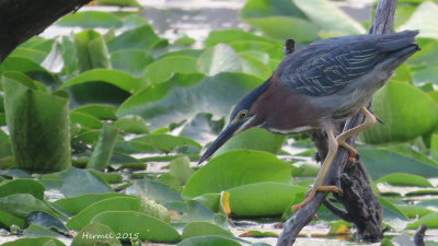 Hron vert - Green Heron