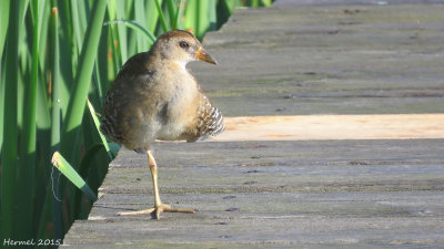 Marouette de Caroline -(juv)- Sora