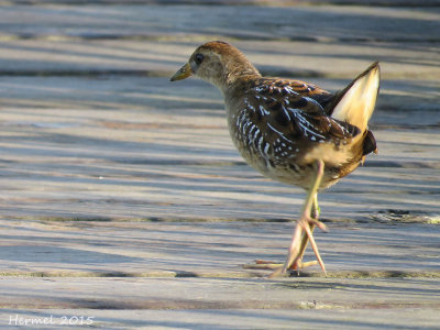 Marouette de Caroline -(juv)- Sora