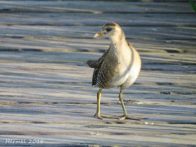 Marouette de Caroline -(juv)- Sora