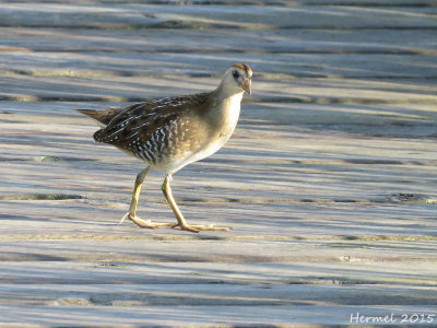 Marouette de Caroline -(juv)- Sora