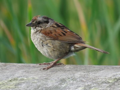 Bruant des marais - Swamp Sparrow