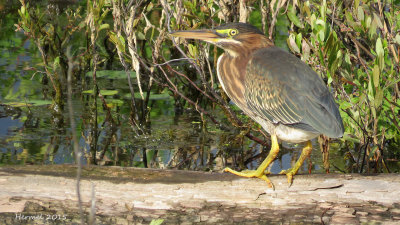 Hron vert - Green Heron