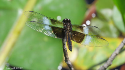 Libellule mlancolique - Widow Skimmer - libellula luctuosa