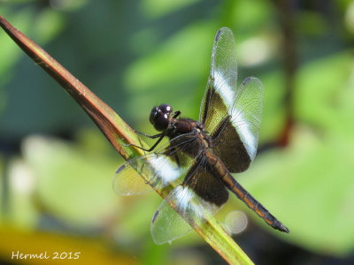 Libellule mélancolique - Widow Skimmer - libellula luctuosa