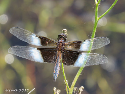 Libellule mélancolique - Widow Skimmer - libellula luctuosa