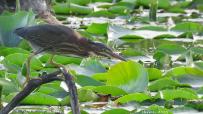 Hron vert - (juv) - Green Heron