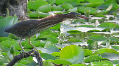 Hron vert - (juv) - Green Heron