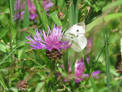 Piride du chou - Cabbage White