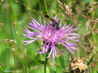 Ammophila nigricans