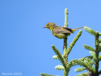 Paruline  couronne rousse - Palm Warbler