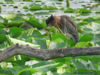 Hron vert - (juv) - Green Heron