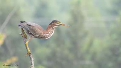Héron vert - (juv) - Green Heron