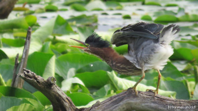 Hron vert - (juv) - Green Heron