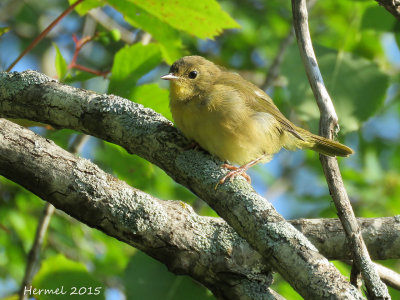 Paruline masque - Common Yellowthroat