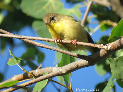 Paruline masque - Common Yellowthroat