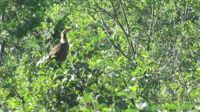 Butor d'Amrique - American Bittern