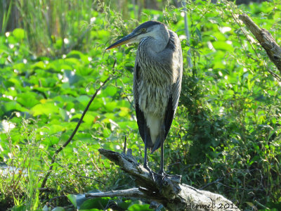 Grand Hron - Great Blue Heron