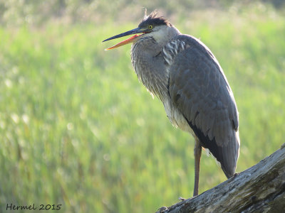 Grand Hron - Great Blue Heron