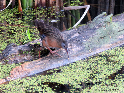 Rle de Virginie - Virginia Rail