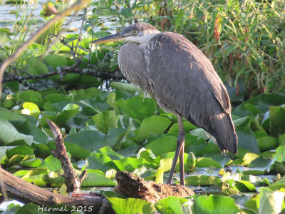 Grand Héron - Great Blue Heron