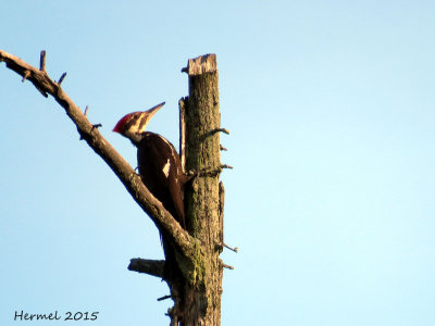 Grand Pic - Pileated Woodpecker