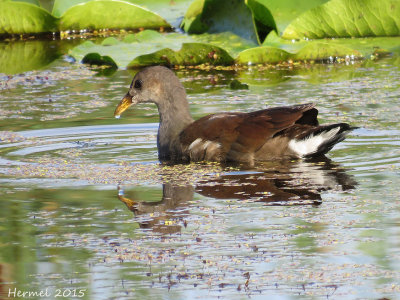 Gallinule - (juv) - Common Moorhen