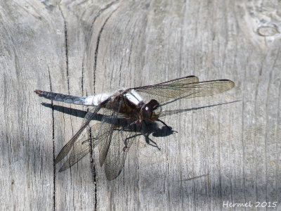 Libellule julienne - ladona julia - Chalk-fronted Corporal