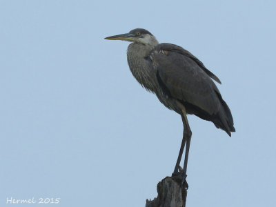 Grand Hron - Great Blue Heron