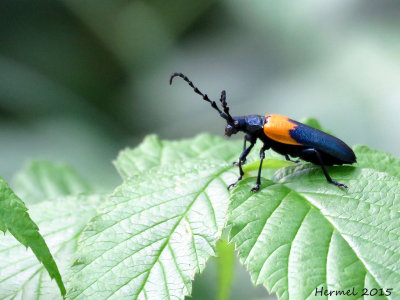 Desmocère à manteau - Desmocerus palliatus - Elderberry Borer