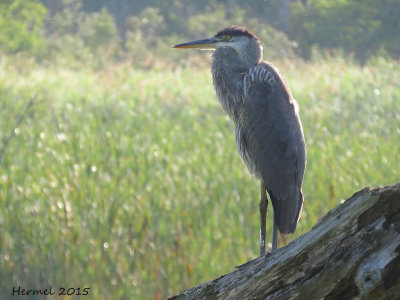 Grand Héron - Great Blue Heron