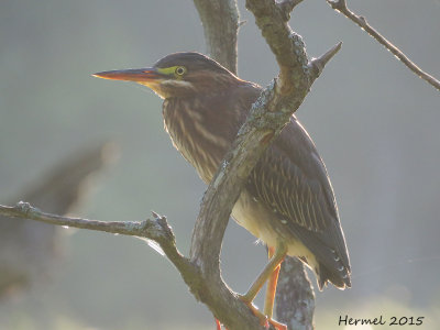 Hron vert - (juv) - Green Heron