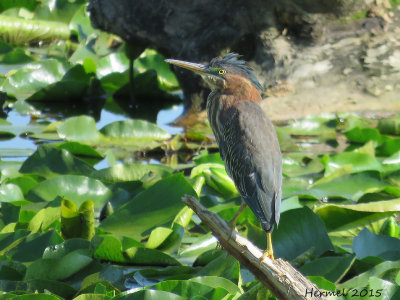 Hron vert - (juv) - Green Heron