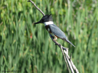 Martin pcheur -(juv)- Belted Kingfisher