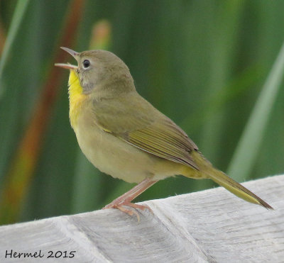 Paruline masque -(juv. male)- Common Yellowthroat