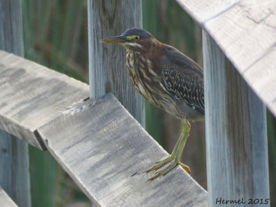 Hron vert - (juv) - Green Heron