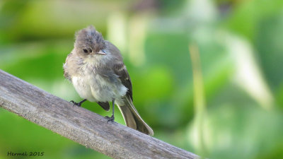 Moucherolle phbi - juv -  Eastern Phoebe