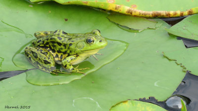 Grenouille du nord - Mink frog