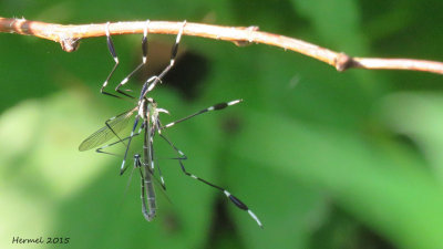 Fantme des marais - Phantom crane fly
