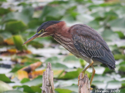 Hron vert - Green Heron