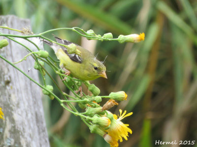 Chardonneret jaune -(juv)-  merican goldfinch