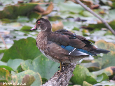 Canard branchu - Wood Duck