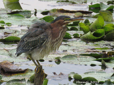 Hron vert - (juv) - Green Heron