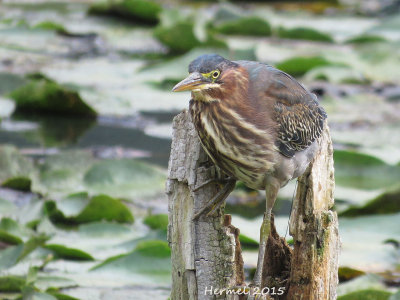 Hron vert - (juv) - Green Heron